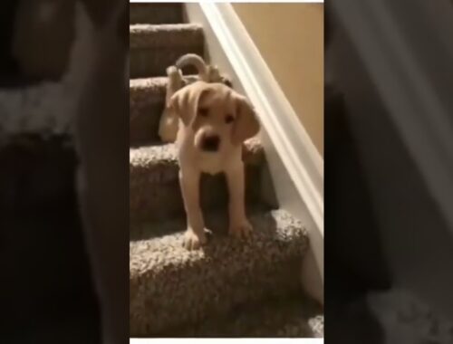 Cute Puppy trying to come down first stairs... #shorts #shortsvideo #puppy