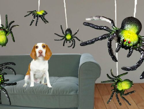 Puppy vs Spider Invasion Prank: Cute Puppy Dog Indie Battles Spiders!
