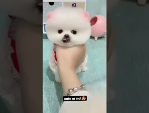 cute puppy like and subscribe
