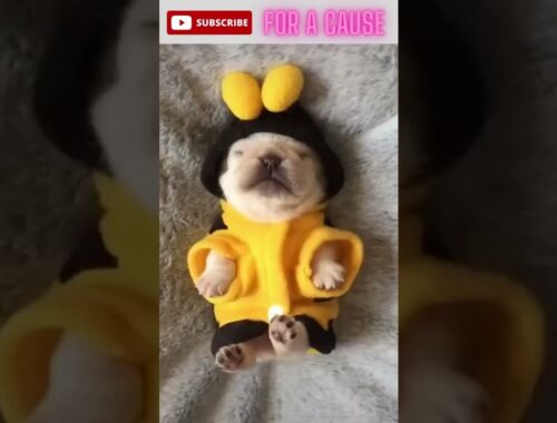 Cute Puppy On A Bee Costume - Animal Videos - Funny And Cute Pet Moments #shorts