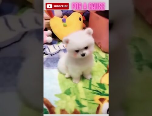 Cute Puppy Pomeranian Dancing His Head - Animal Videos - Funny And Cute Pet Moments #shorts