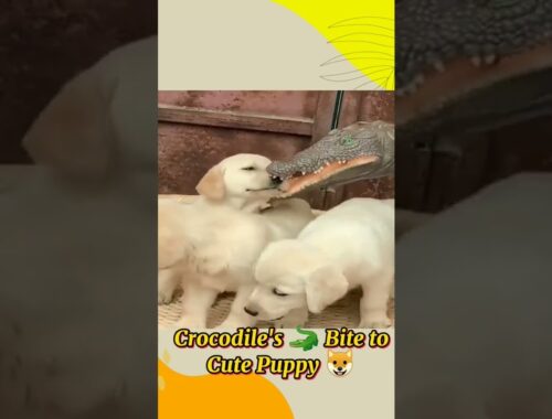 oh no! Crocodile Bite the Cute Puppy