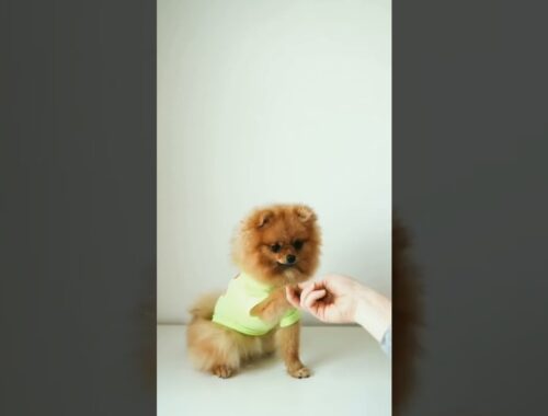 cute puppy dog#shorts(3) viralvideo