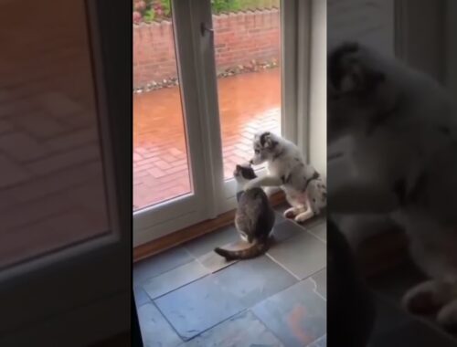 This cute Puppy and Cat are best friends...MUST WATCH