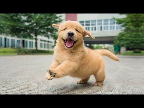 Funniest & Cutest Golden Retriever Puppies - 30 Minutes of Funny Puppy Videos 2022 #5