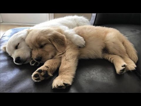 Cutest Golden Retriever Puppies Ever - Funny and Cute Golden Retriever Puppy Moments Compilation