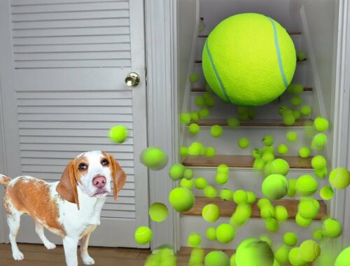 Puppy Gets Giant Tennis Ball Surprise: Cute Puppy Dog Indie Gets Epic Ball Pit w/Tennis Balls!
