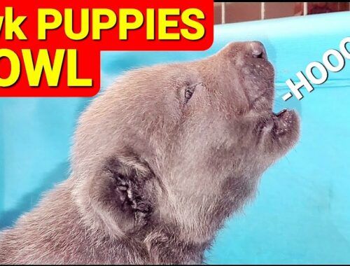WARNING !! - Cute Puppy Video - Howling 3wk Puppies