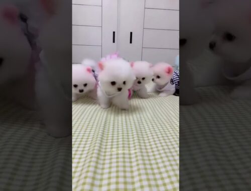 Pomeranian puppies tiktok video #pomeranian #pomeranianpuppy #shorts #youtubeshorts #yshortsindia