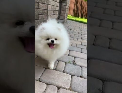 walking a cute puppy