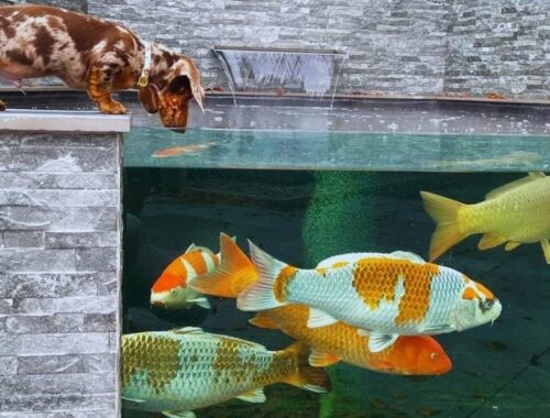 Cute Puppy at Jumbo Koi Fish Tank | Dog & The Koi Pond