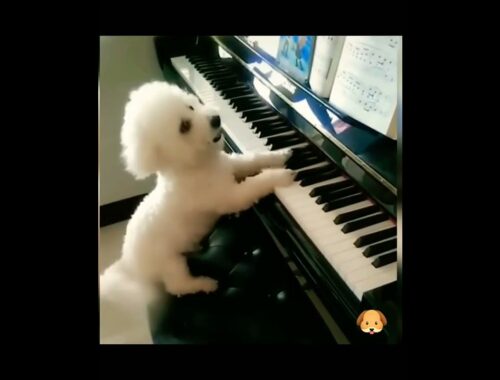 Cute puppy dog playing piano kuliki takata song,tiktok short viral global video,subscribe&like video