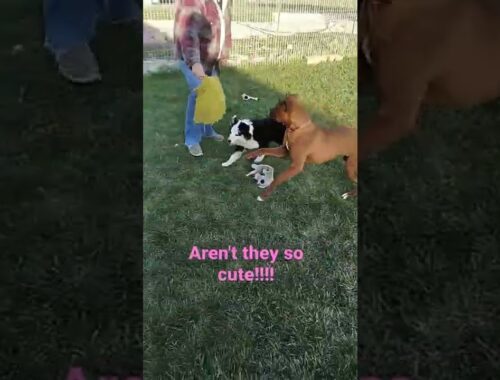 cute puppy's playing