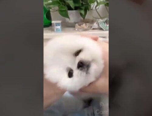 Funny Video - Super Cute Puppy!