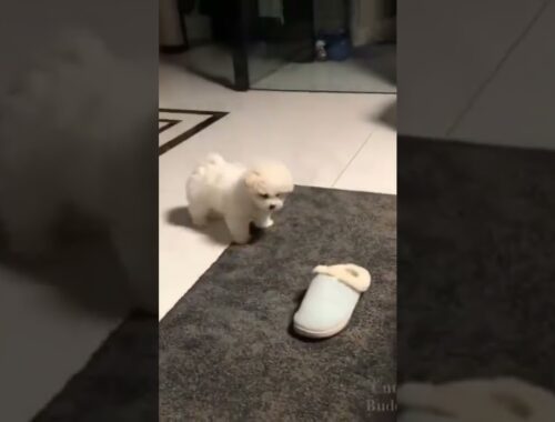 Cute Puppy Tries To Be Like Dad #shorts