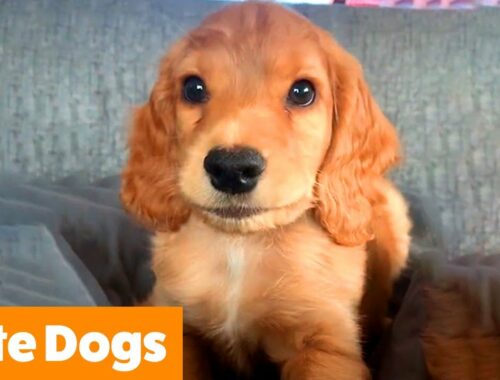 1 Hour of the Cutest Dogs | Funny Pet Videos