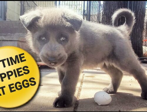 1st Time Puppies Eat Eggs! - Cute Puppy Video!!