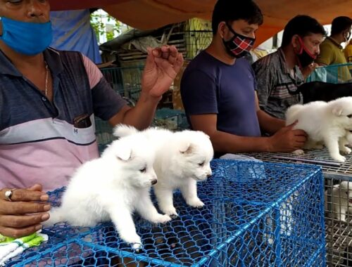 RECENT DOG PUPPY PRICE AT GALIFF STREET PET MARKET | BIGGEST MARKET IN INDIA | visit 9TH MAY 2021