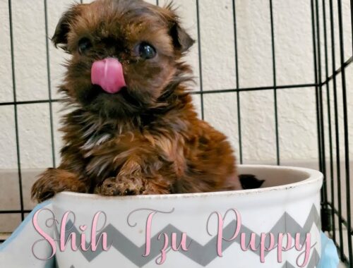 Cute Puppy Shih Tzu eats Inside a Bowl