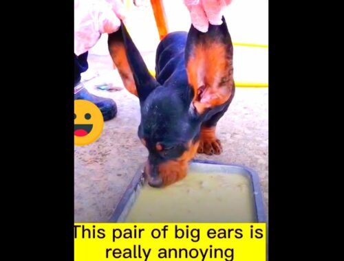 CUTE PUPPY | BIG EAR | LONG EAR #SHORTS