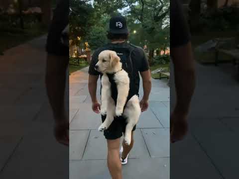 Cute puppy || puppy lover || Puppy training tips