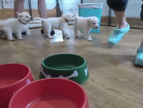 LIVE STREAM Puppy Cam REPLAY! 6 Adorable Labrador Puppies 1 Month Old - Cute Puppy Antics!