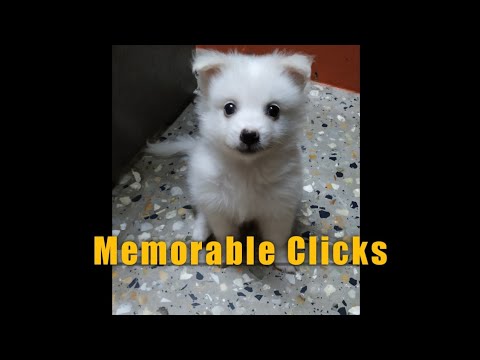 Cute puppy edits 3(memorable clicks)#Indianspitz#cutepuppy