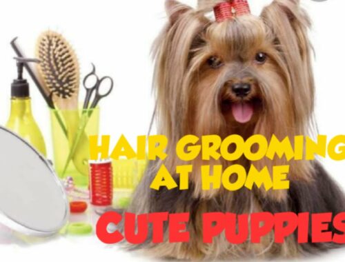 CUTE PUPPIES // HOW TO GROOM A DOG AT HOME