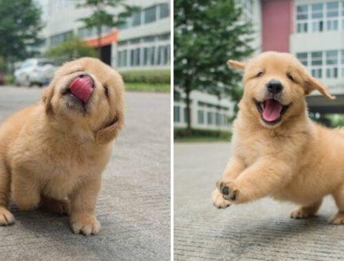 Cutest Golden Retriever Puppy -  Made Your Day with These Funny and Cute Golden Retriever Puppies