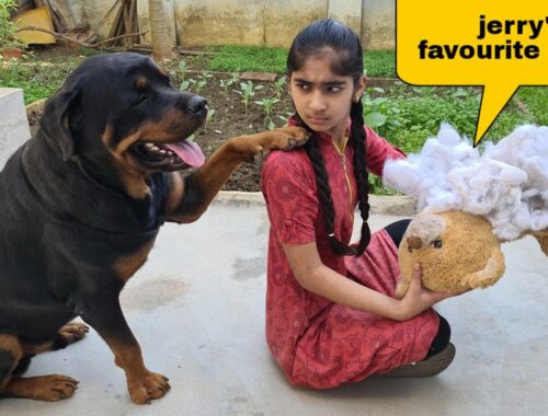 Anshu destroyed Jerry's favourite Teddy | cute dog video.