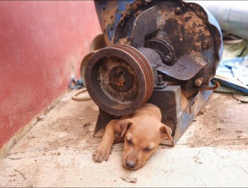rescue cute puppy stuck in machine then feeding hungry puppies and poor dog
