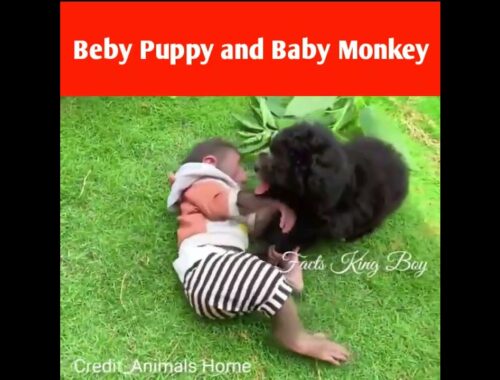 Puppy kar Raha Tha wait | cute puppy and friends monkey |#shorts #short