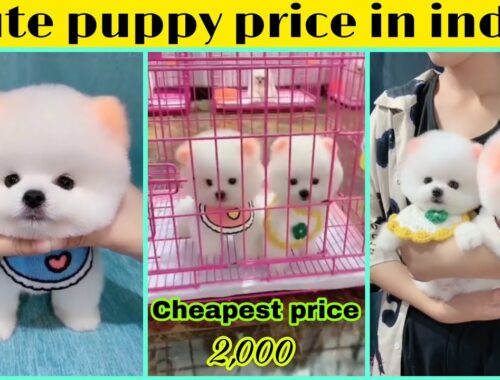 Pomeranian Dog price in india | cute puppy price in india| Pomeranian Dog | teacup dog price in indi