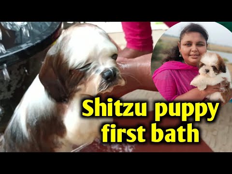 Shihtzu Puppy First Bath | Cute puppy bathing video | Shihtzu | Keerthi puppy vlogs telugu