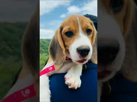 cute puppy | funny and cute dog video | guess the breed of this puppy | #short #youtube #cutedog
