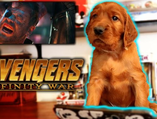 CUTE PUPPY *New Avengers Infinity War Trailer* REACTION!!