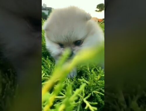 cute puppy in the grass#ahorts(5)viralvideo