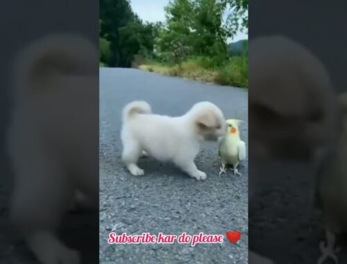 #trending #shorts A cute puppy and parrot play #viral