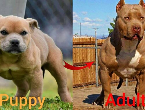 Dogs Grow Up - i'm a big kid now Baby to Adult Dogs #43
