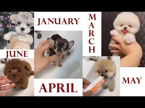 Who Is Your Birth Month Puppy ??? Get An Adorable Puppy -Lets See !!!