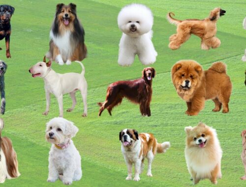 Dog Name list In English | Names Of All Dogs | Most Popular Dog Names | Dog Breeds Names