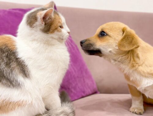 Puppy tries to be friends with a Kitten