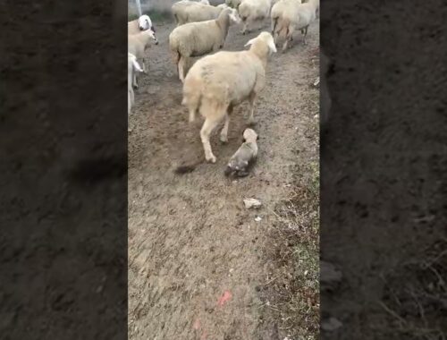 Adorable Puppy Herds Sheep!