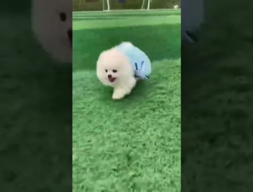 cute puppy running