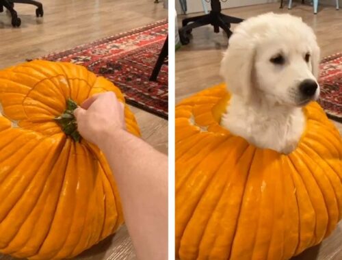 Adorable Puppy Hides In Pumpkin