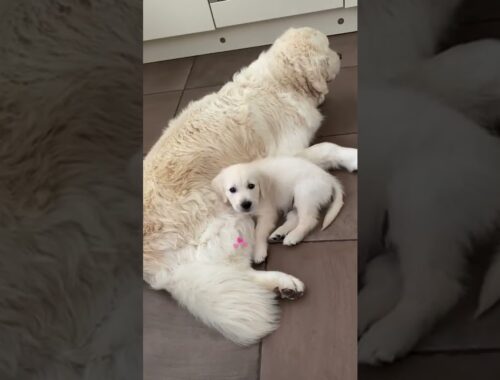 Adorable Puppy Cuddles with Big Dog