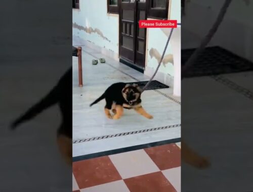 dog stunt| Jarman safed puppy| cute puppy status #tik_tok #tiktok #short #dogshort  #Jarmansafed #01