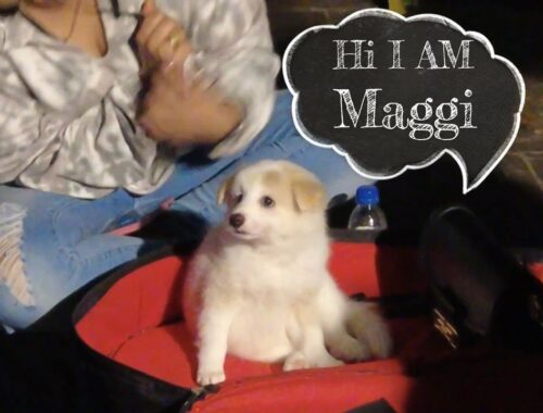 BandStand Pe Masti After Shift | Maggi | Cute Puppy | Fun After Work | Bandra