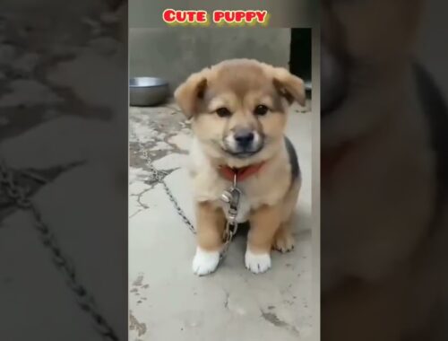 Cute puppy baby pets.Cute puppy funny pets.#itspets #cute #pets