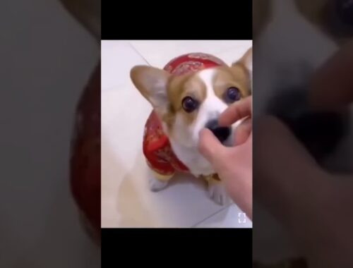 Cute Puppy Eating
